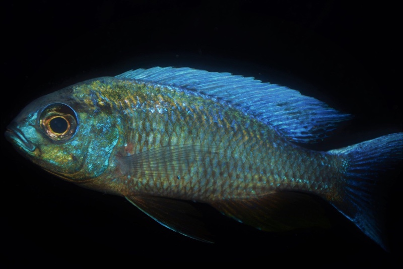 Copadichromis chrysonotus